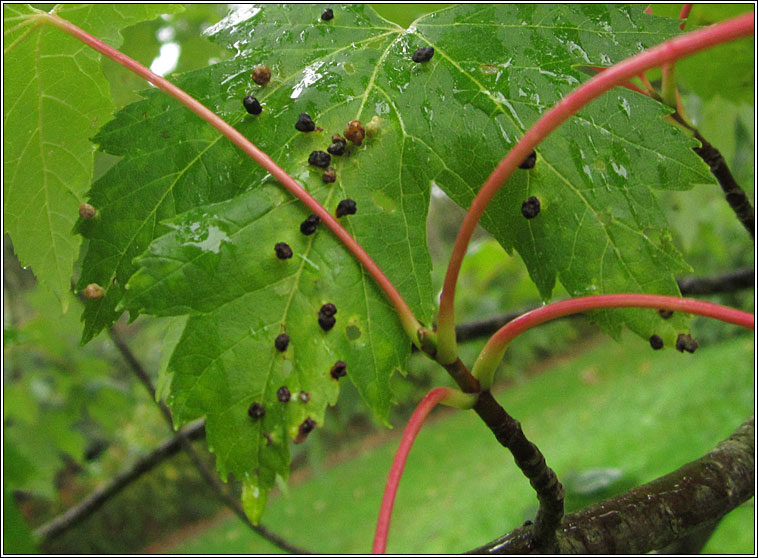 Vasates quadripedes