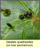 Vasates quadripedes