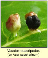 Vasates quadripedes