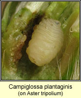 Campiglossa plantaginis