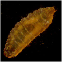 Clinodiplosis cilicrus