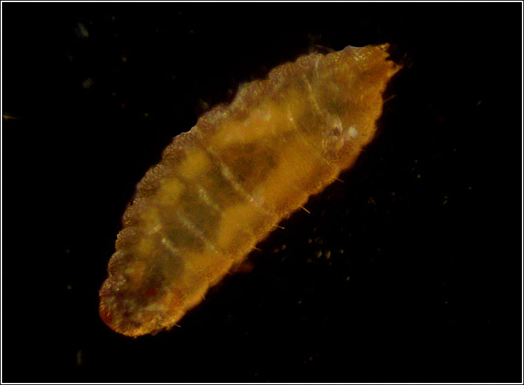 Clinodiplosis cilicrus