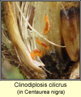 Clinodiplosis cilicrus