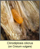 Clinodiplosis cilicrus