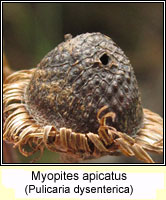 Myopites apicatus