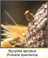 Myopites apicatus