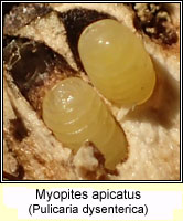 Myopites apicatus