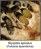 Myopites apicatus