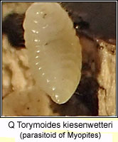 Q Torymoides kiesenwetteri