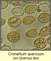 Cronartium quercuum