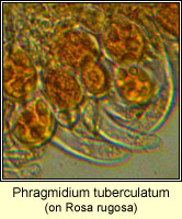 Phragmidium tuberculatum