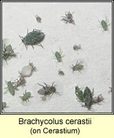 Brachycolus cerastii