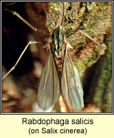 Rabdophaga salicis