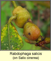 Rabdophaga salicis