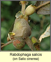 Rabdophaga salicis