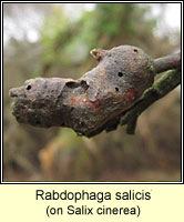 Rabdophaga salicis