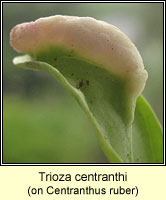 Trioza centranthi