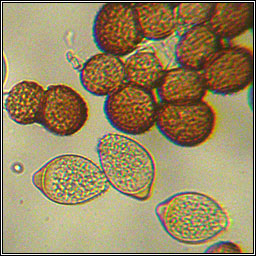 Tranzschelia pruni-spinosae