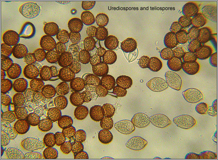 Tranzschelia pruni-spinosae