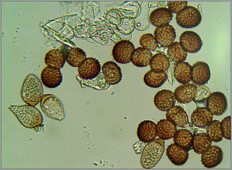 Tranzschelia pruni-spinosae