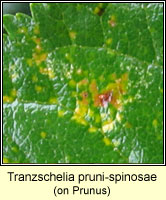 Tranzschelia pruni-spinosae