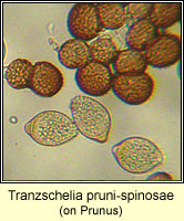 Tranzschelia pruni-spinosae