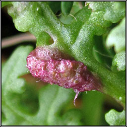 Aculops pedicularis