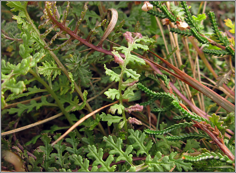 Aculops pedicularis