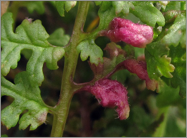 Aculops pedicularis