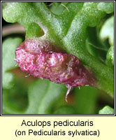 Aculops pedicularis