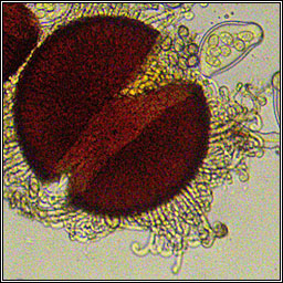 Sawadaea bicornis, Sycamore Mildew