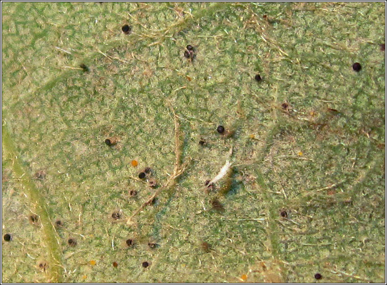 Sawadaea bicornis, Sycamore Mildew