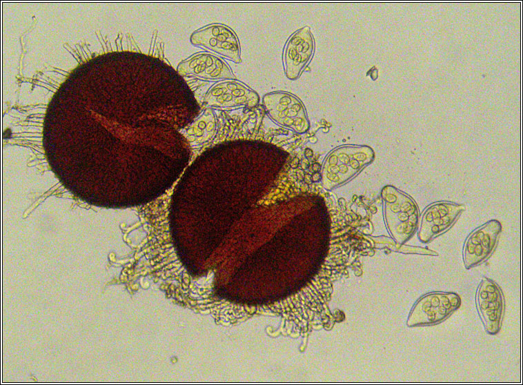 Sawadaea bicornis, Sycamore Mildew