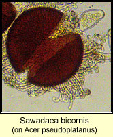 Sawadaea bicornis, Sycamore Mildew