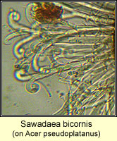 Sawadaea bicornis, Sycamore Mildew