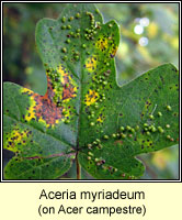 Aceria myriadeum