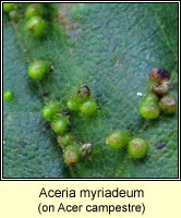 Aceria myriadeum