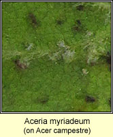 Aceria myriadeum