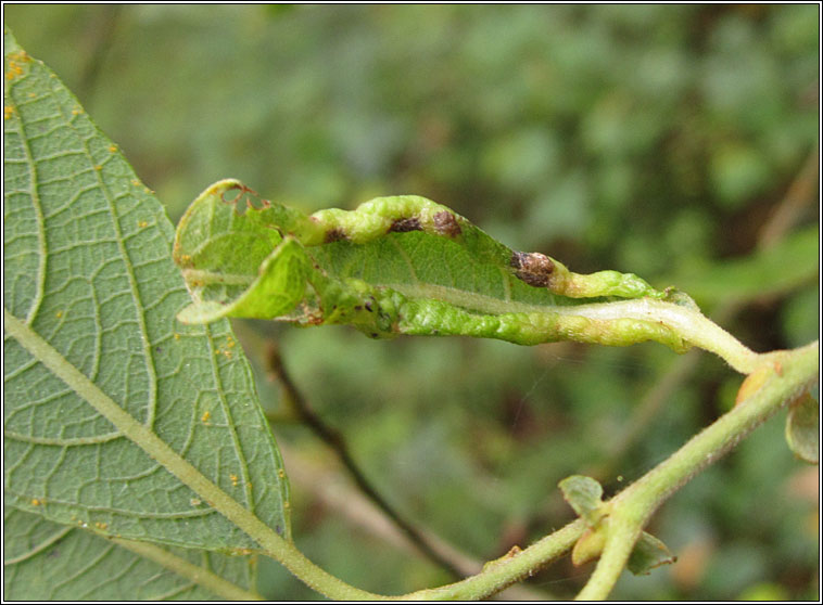 Dasineura auritae