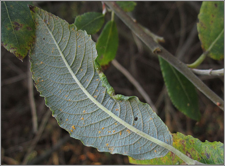 Dasineura auritae