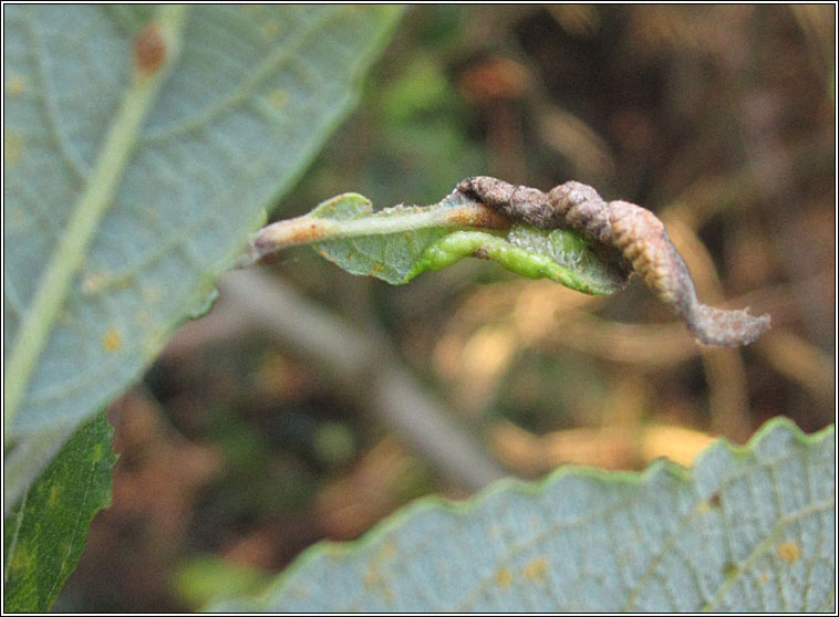 Dasineura auritae