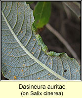 Dasineura auritae