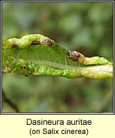 Dasineura auritae