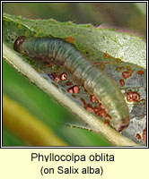 Phyllocolpa oblita