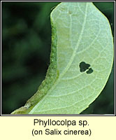 Phyllocolpa sp