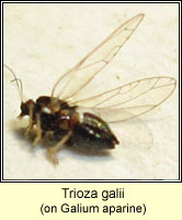 Trioza galii