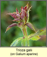 Trioza galii