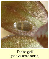 Trioza galii