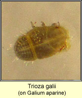 Trioza galii