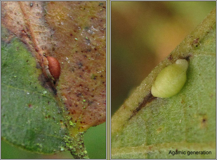 Neuroterus saliens, Pseudoneuroterus saliens